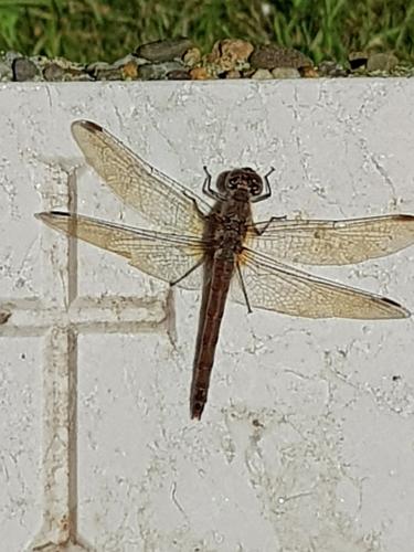 Sympetrum sp.
